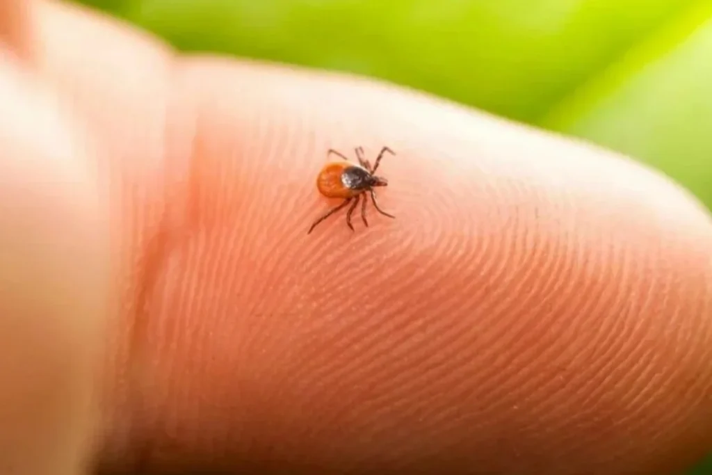 895NswLZ0oC6ZNpasMSaHm7o2rOQDh11LN4c1Vc8_1200